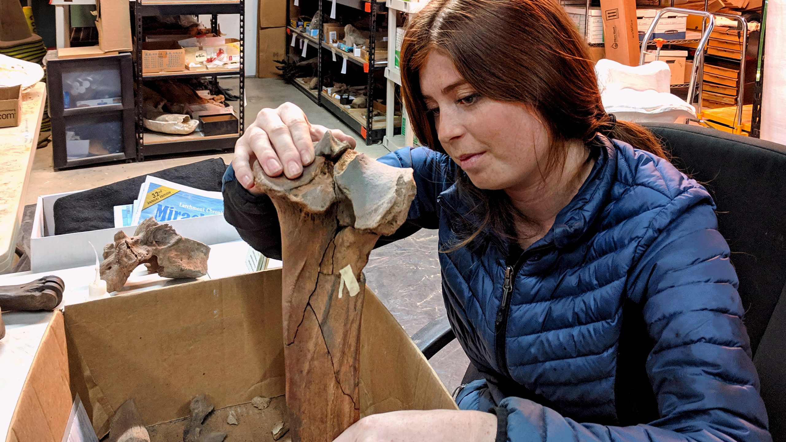 An archeologist examining an excavated, cleaned bone.