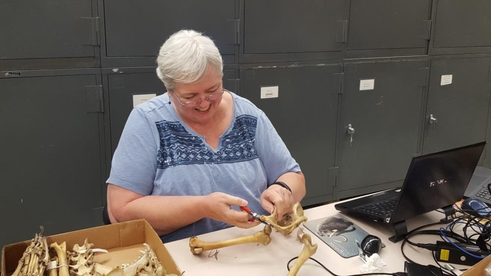 Sherri Gust, founder of Cogstone, examining excavated remains.