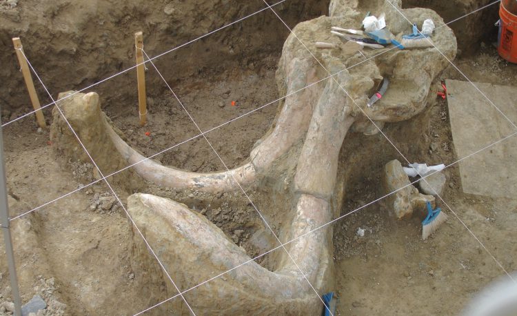 Excavation of the remains of a mammoth