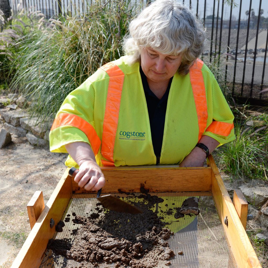 A Cogstone technician sifting soil through a screen.