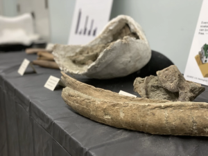 Mammoth tusk and other fossils displayed on a table