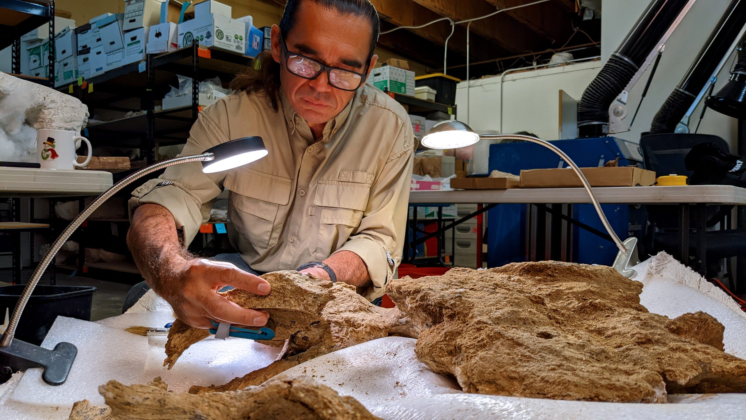 An archeologist examines a collection of fossils.