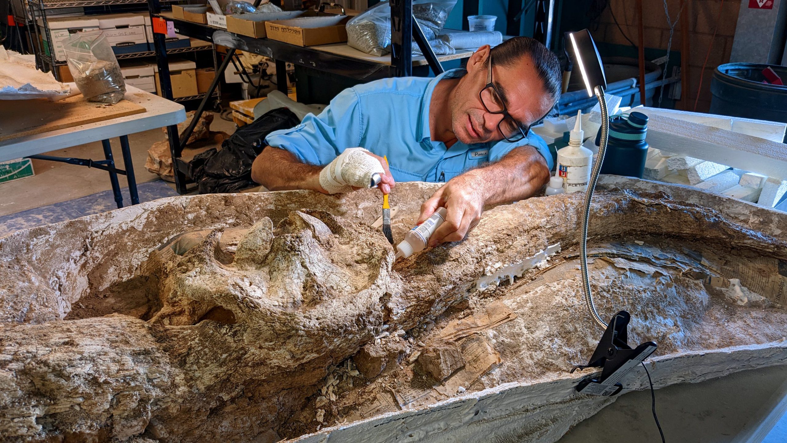 A Cogstone archeologist examines a bison fossil.