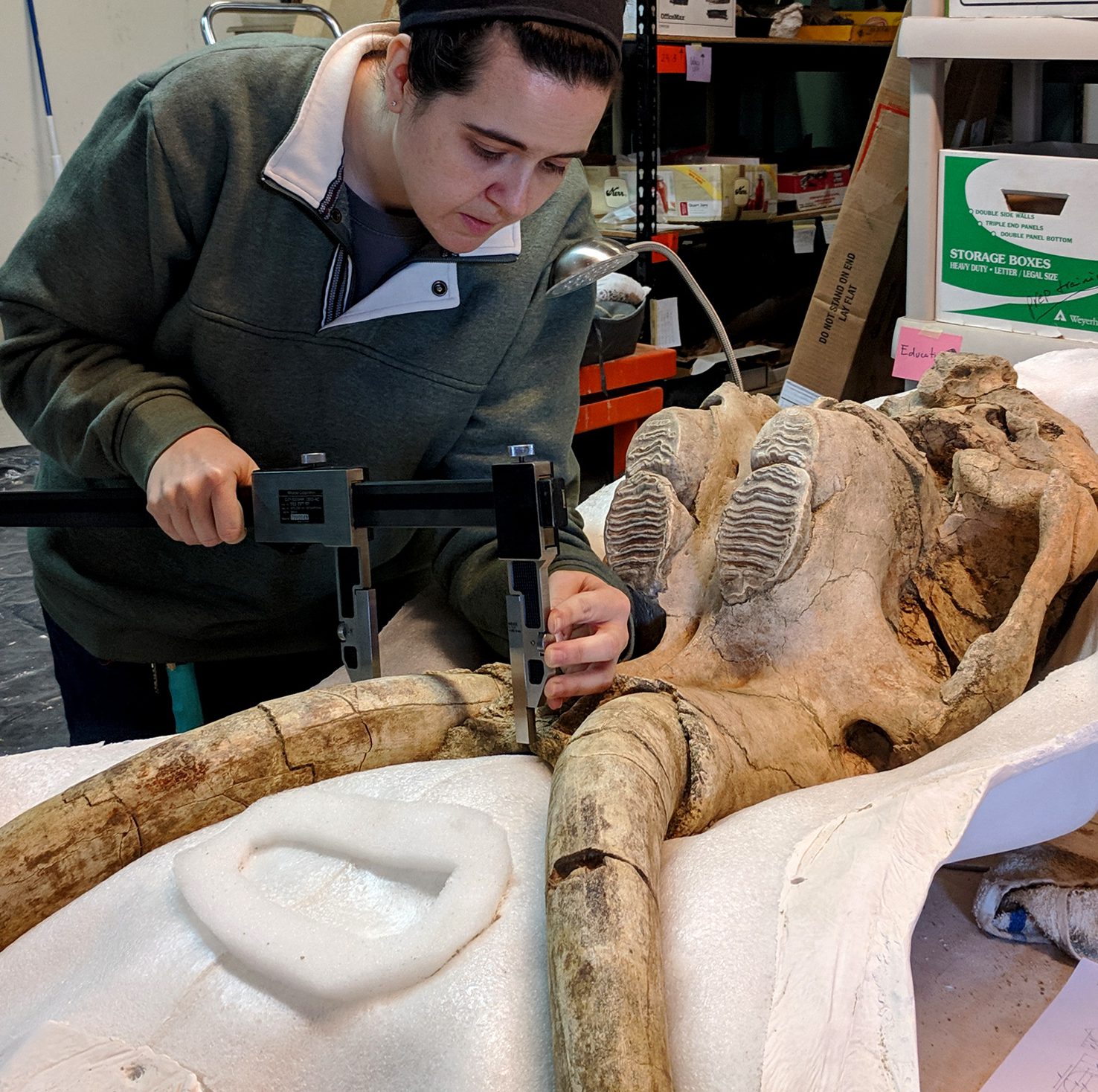 An archaeologist measuring an excavated mammoth skull with tusks.