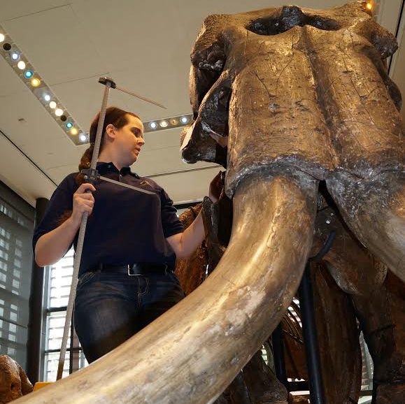 Ashley assessing the bones of a reconstructed mammoth