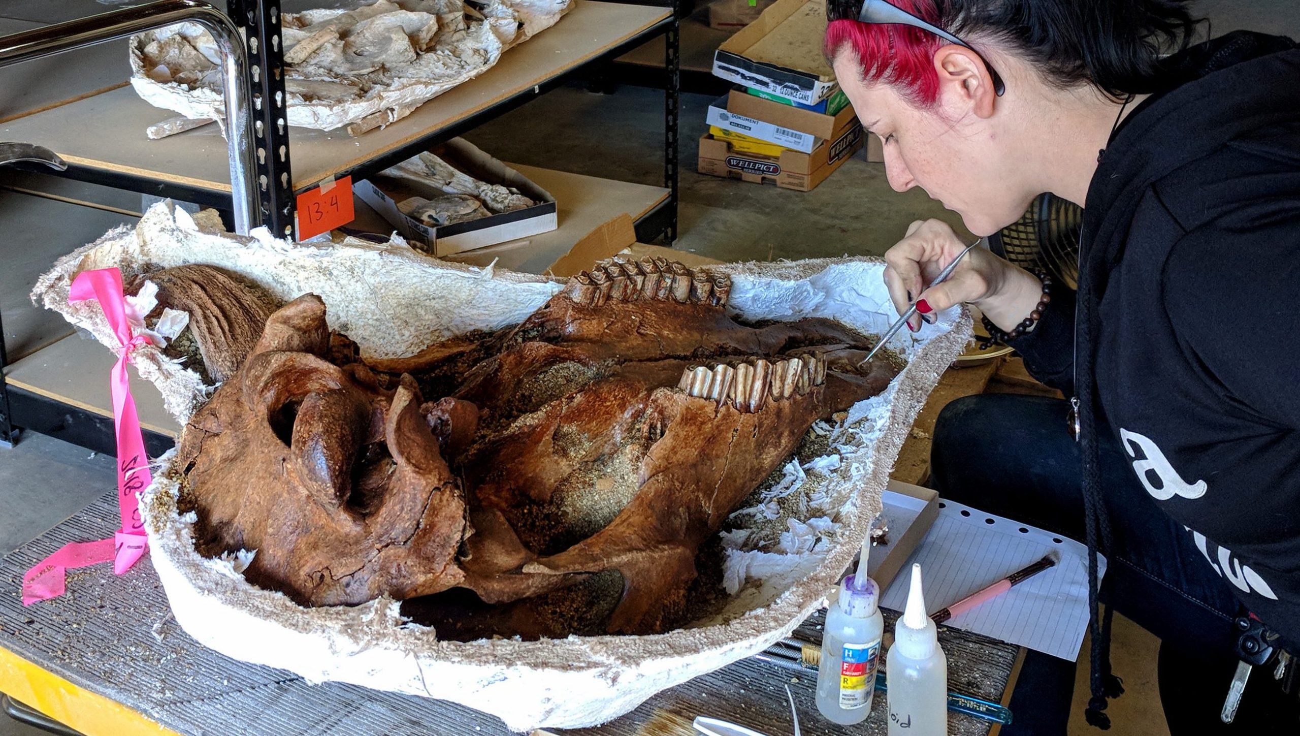 An archeologist examining a found bison skull.