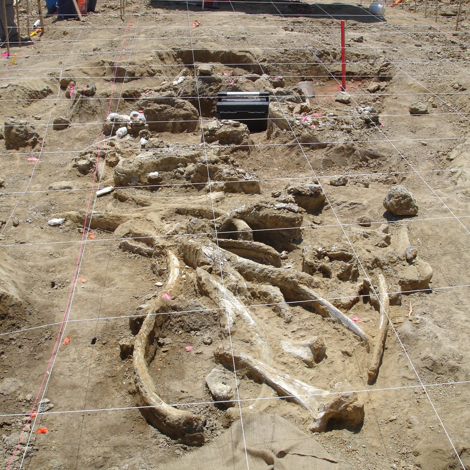 A delineated dig site where mammoth bones were discovered.