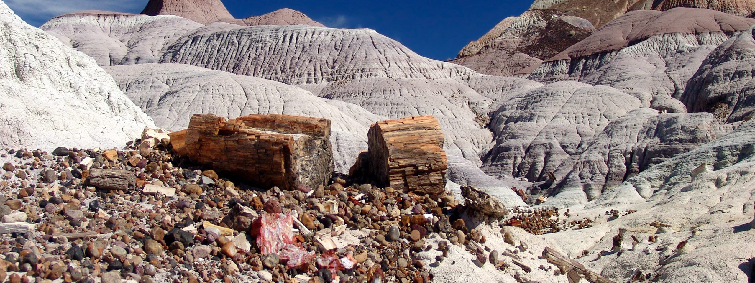 A petrified forest