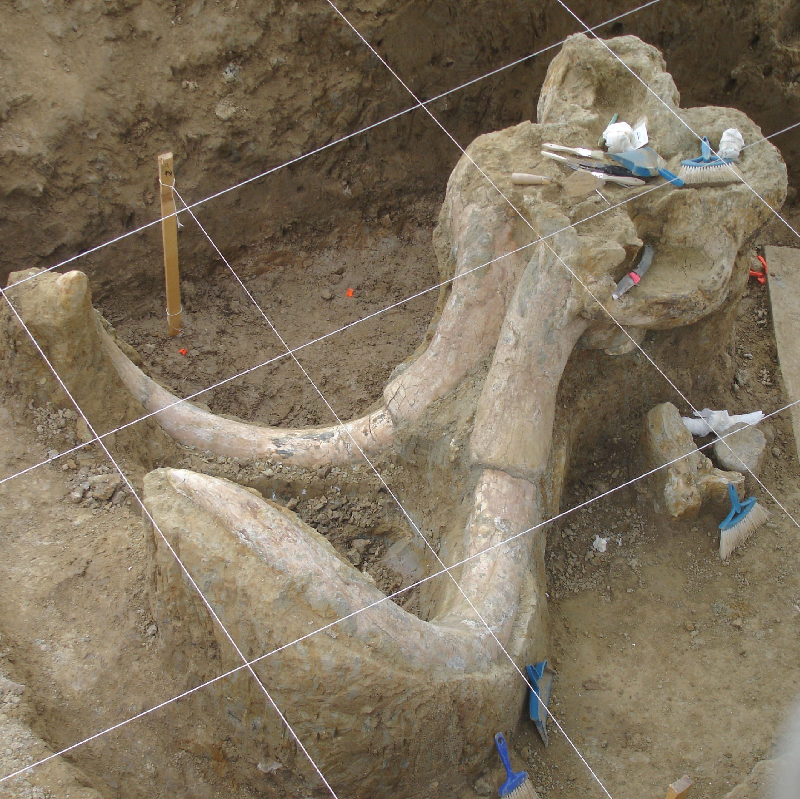 A dig site featuring a pair of excavated tusks and various archeological tools.